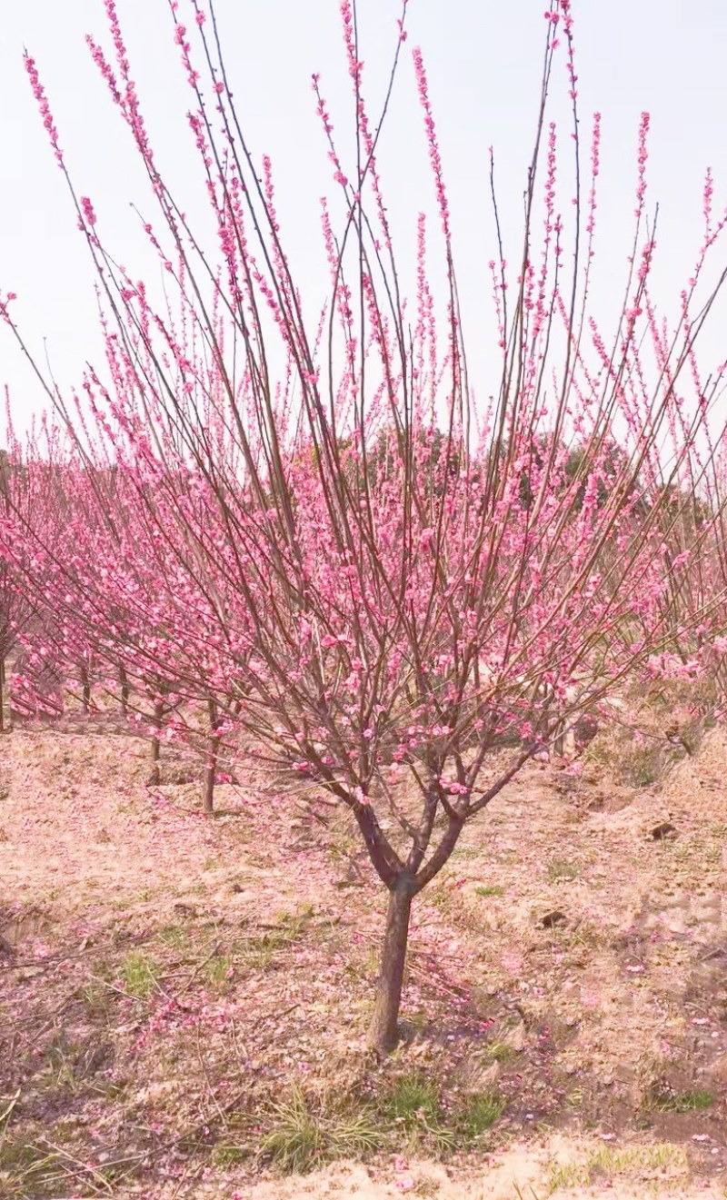 8公分骨里红红梅，骨里红梅10公分价格，山西梅花基地