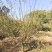 8公分骨里红红梅，骨里红梅10公分价格，山西梅花基地