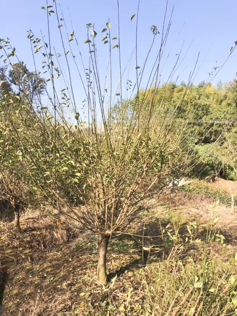 8公分骨里红红梅，骨里红梅10公分价格，山西梅花基地
