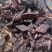 包邮出口日本韩国正宗耗牛牛肉干风干牛肉干假一赔万休闲零食