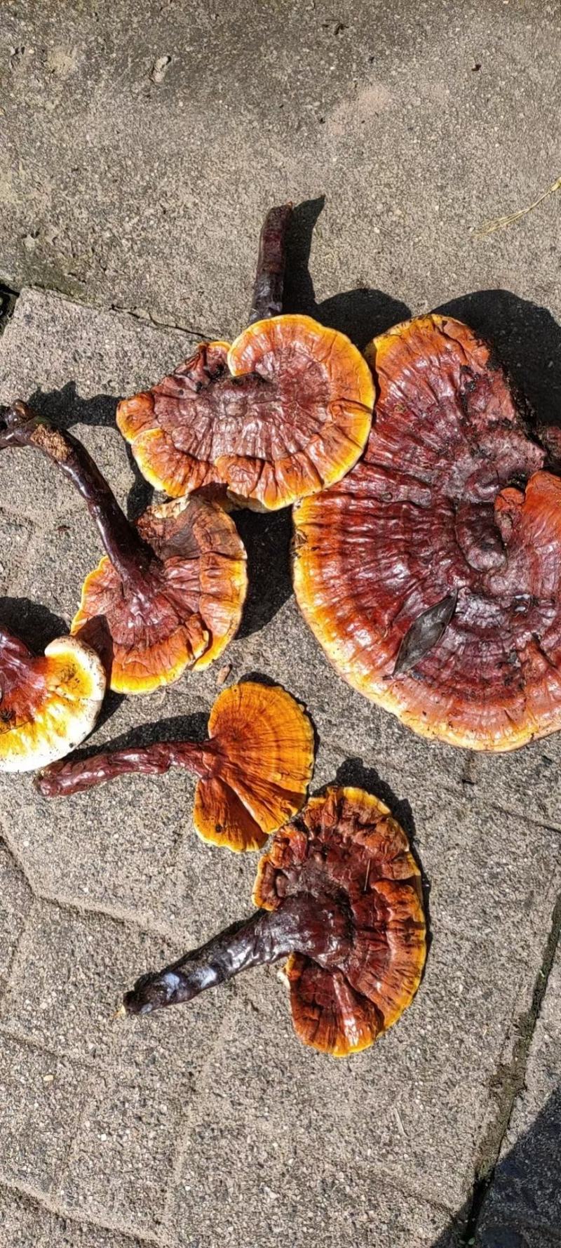 白灵芝（源自中缅边境，干鲜货均有）海拔1800米
