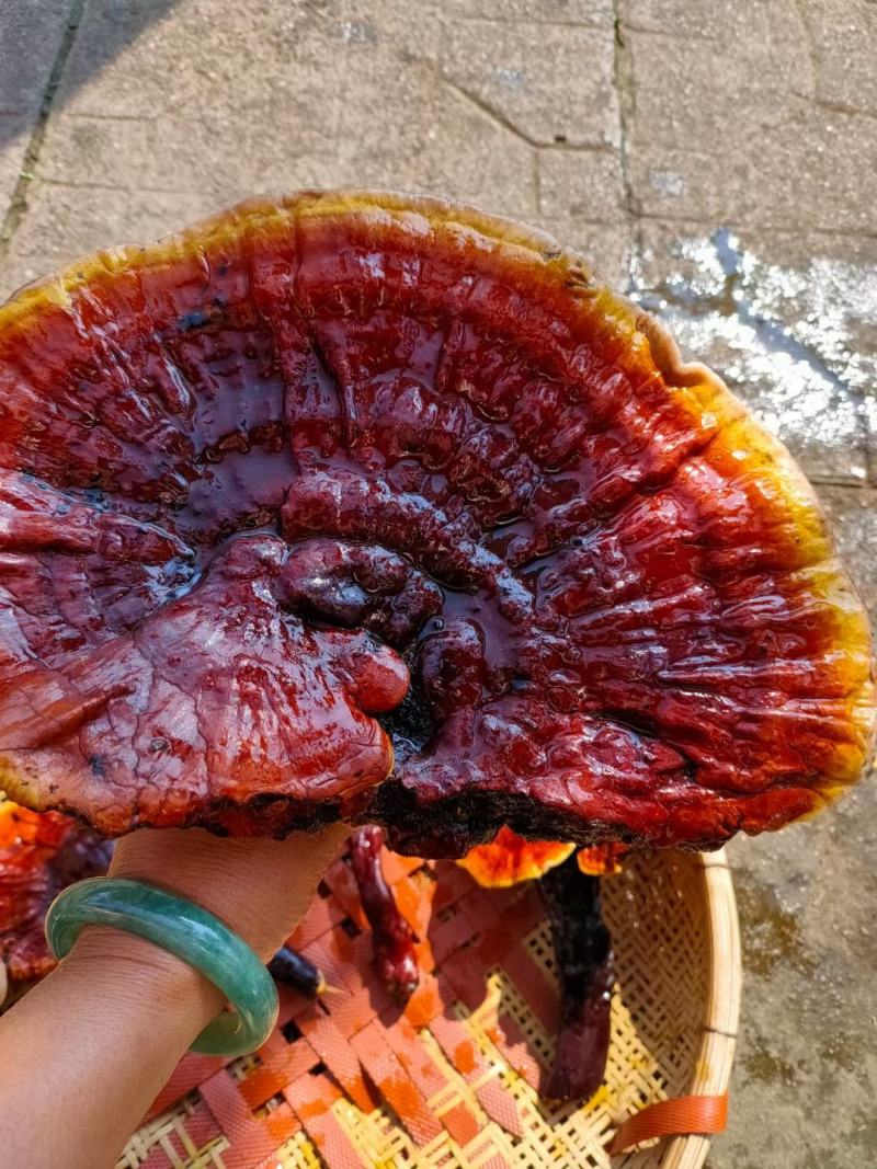 白灵芝（源自中缅边境，干鲜货均有）海拔1800米