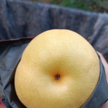 黄泛区农场丰水梨