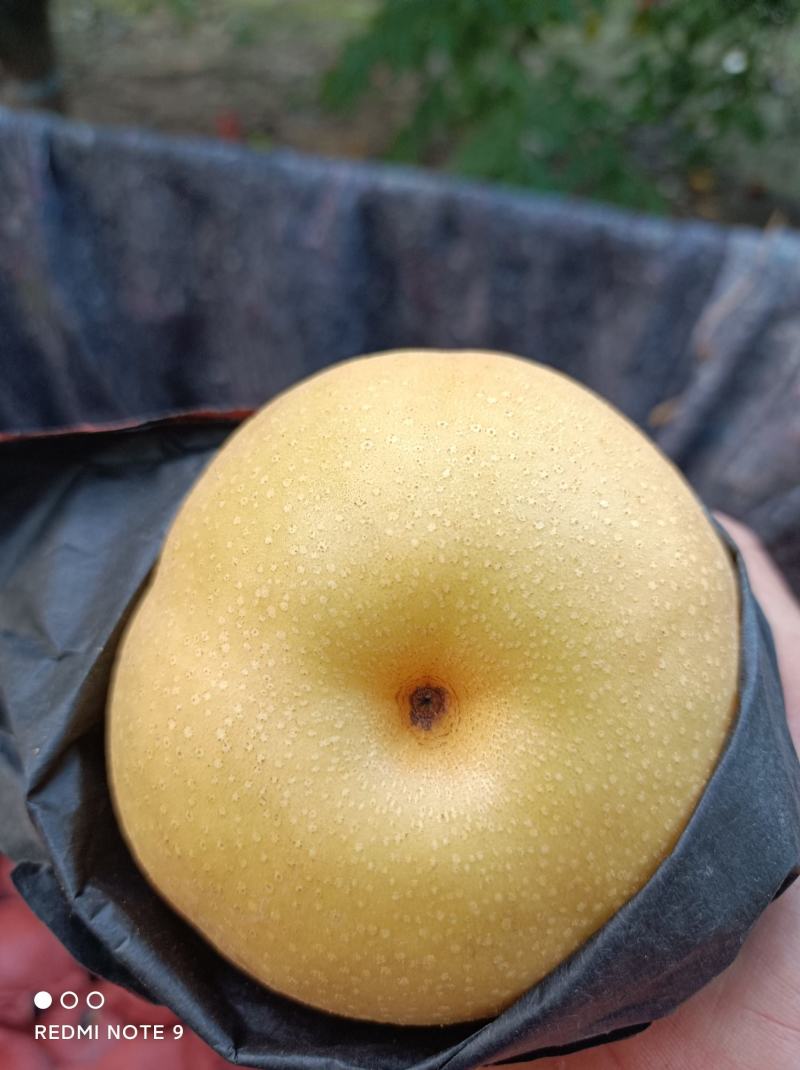 黄泛区农场黄金梨
