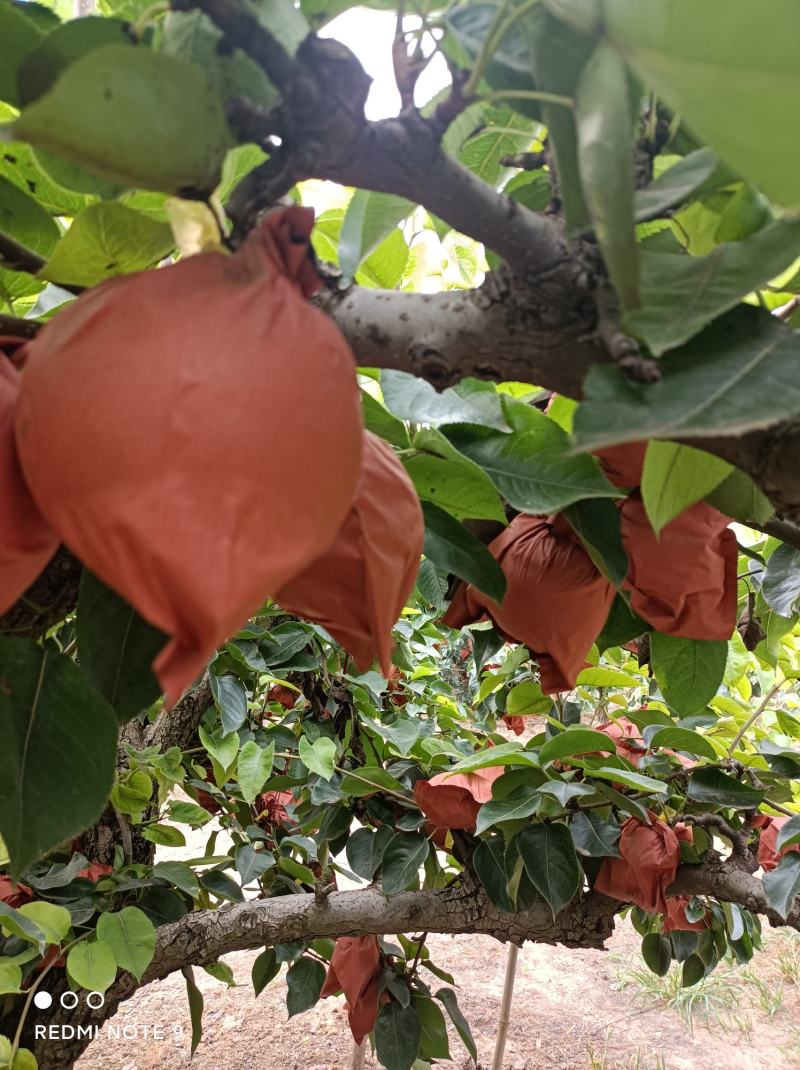 黄泛区农场黄金梨