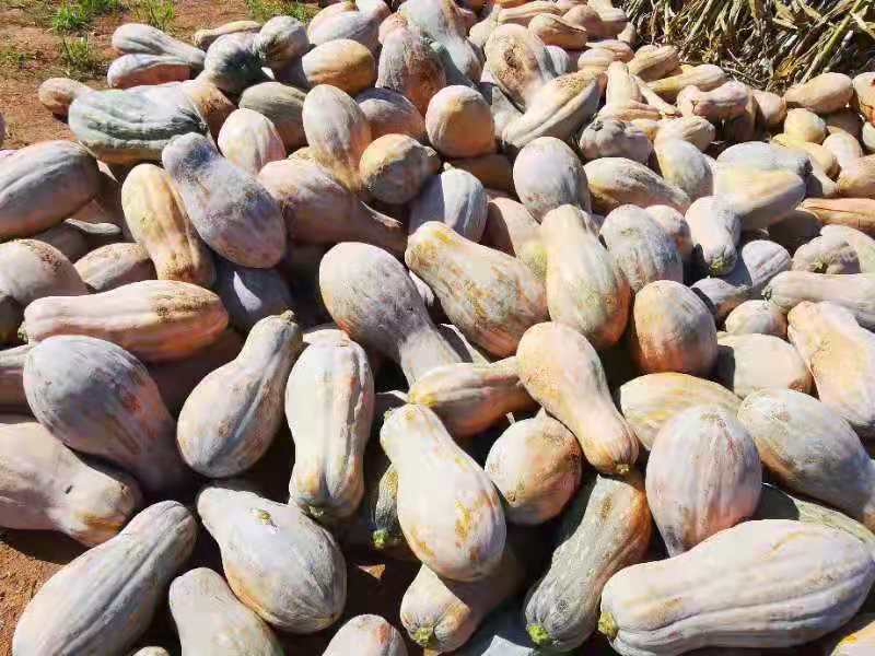 密蜜本南瓜枕头瓜
