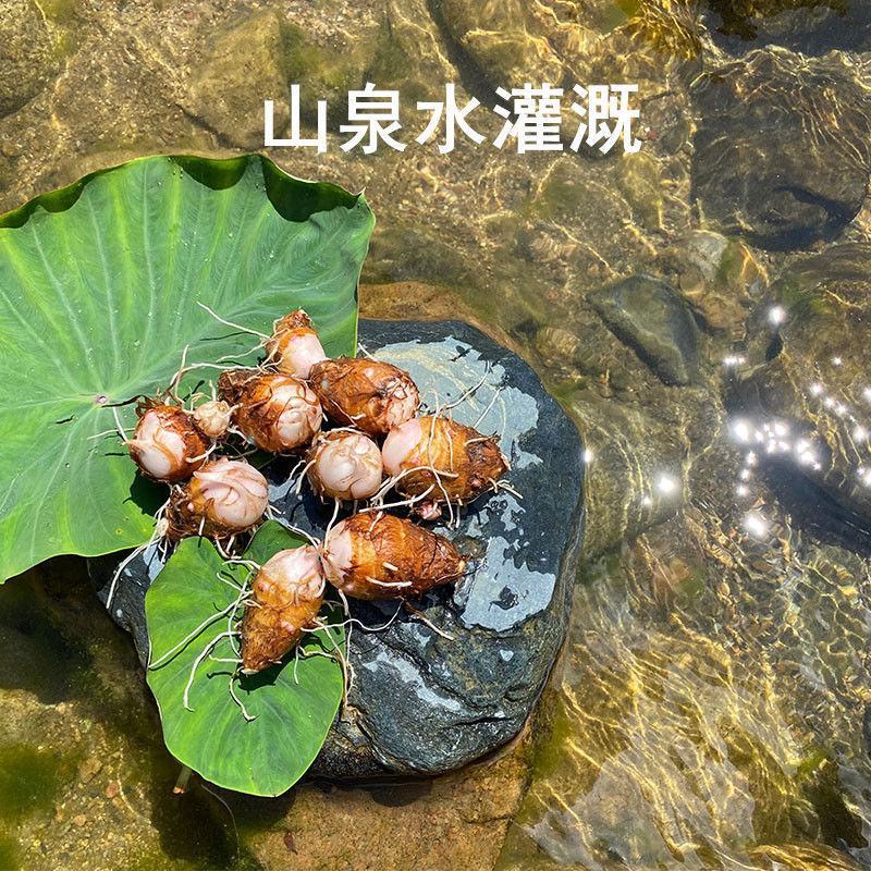 铅山紫溪红芽芋