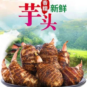 铅山紫溪红芽芋