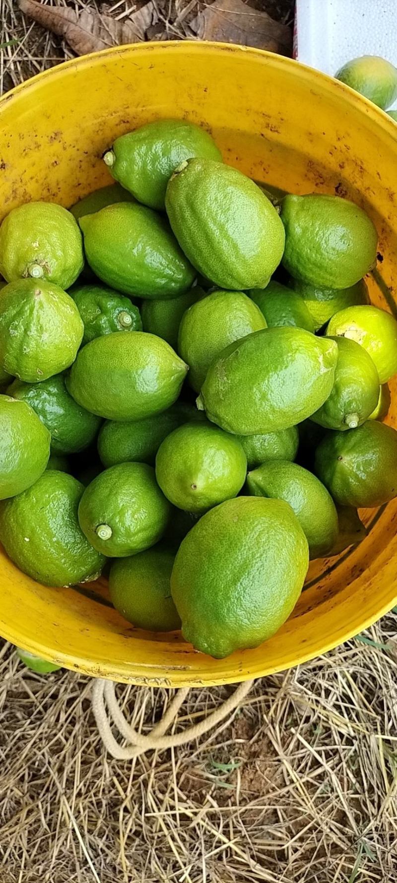 广东四季无核香水柠檬苗