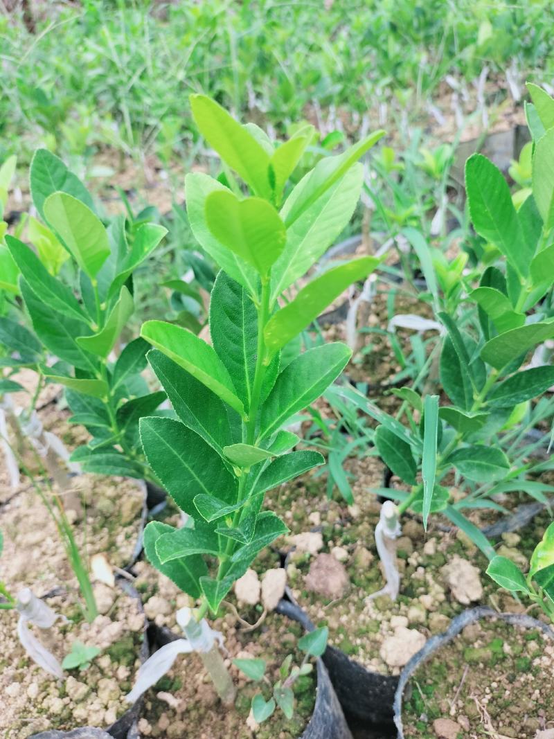 广东四季无核香水柠檬苗