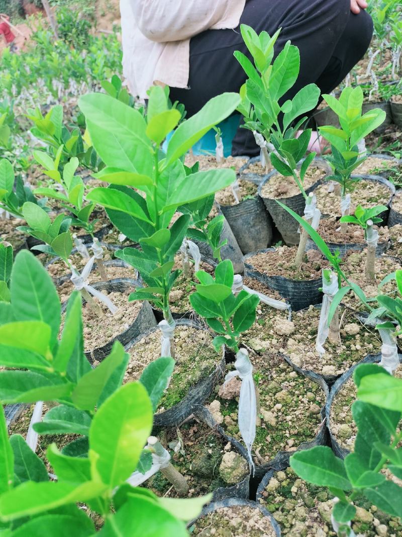 广东四季无核香水柠檬苗
