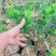 广东四季无核香水柠檬苗