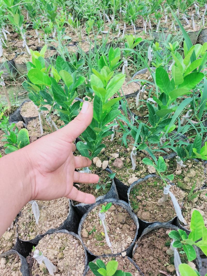 广东四季无核香水柠檬苗