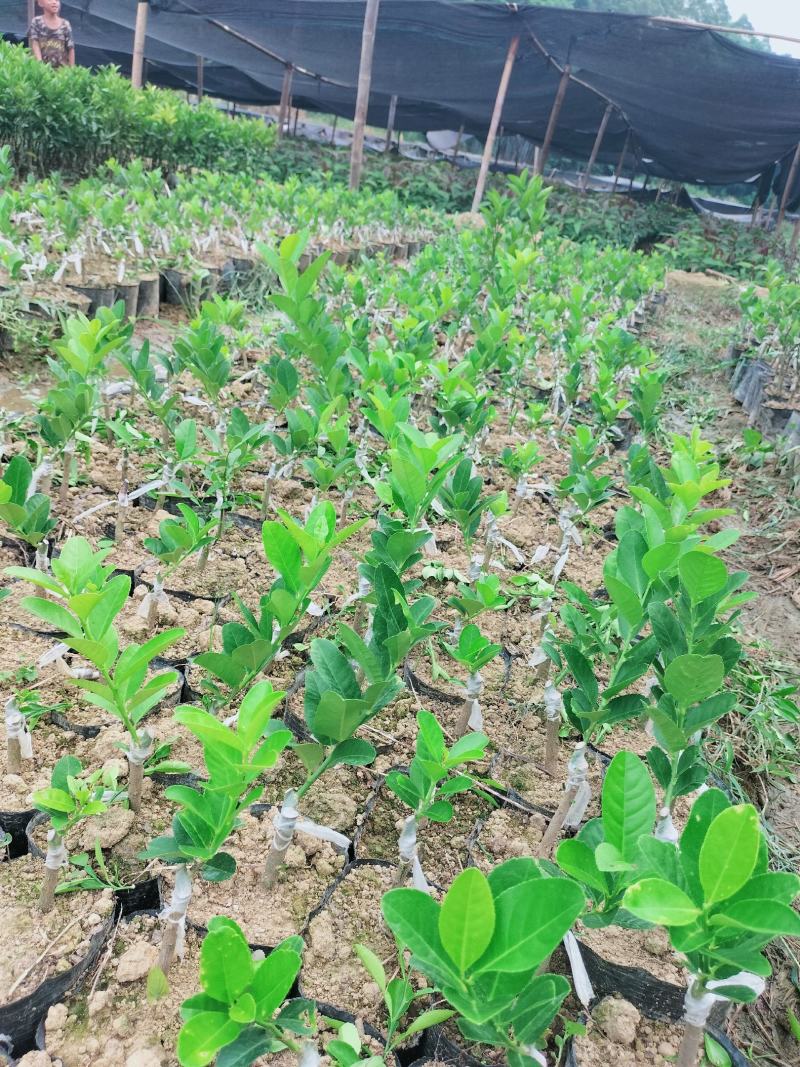 广东四季无核香水柠檬苗