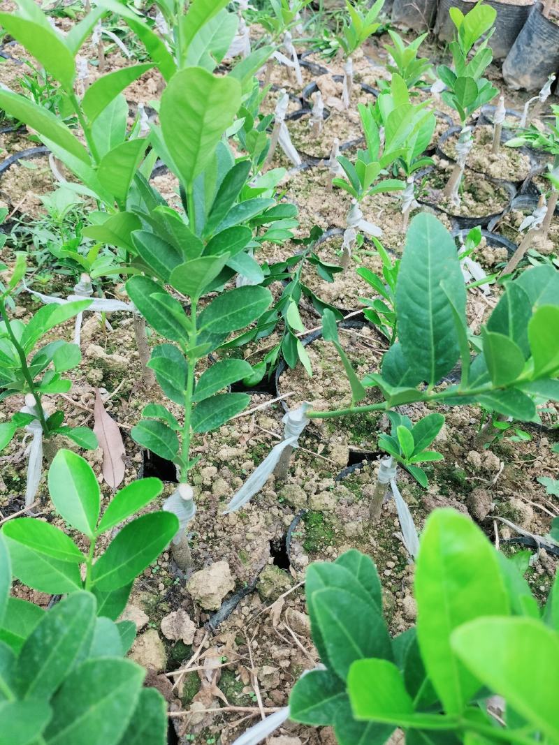 广东四季无核香水柠檬苗