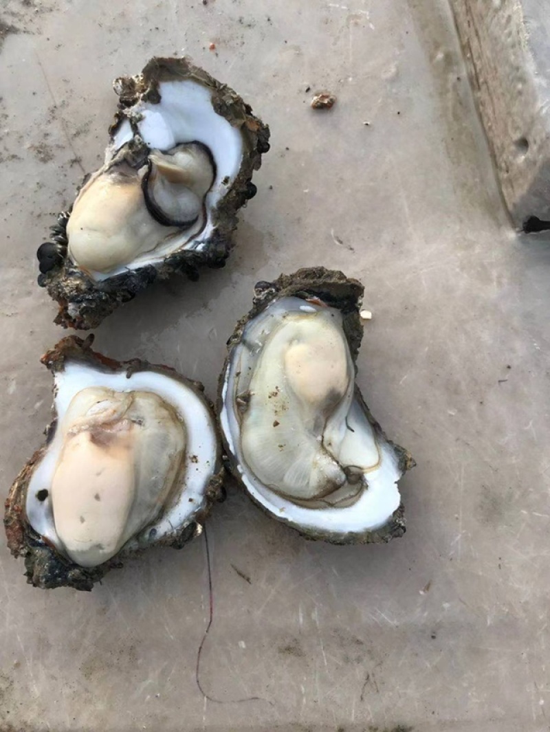 肥蚝（通货2至6两）