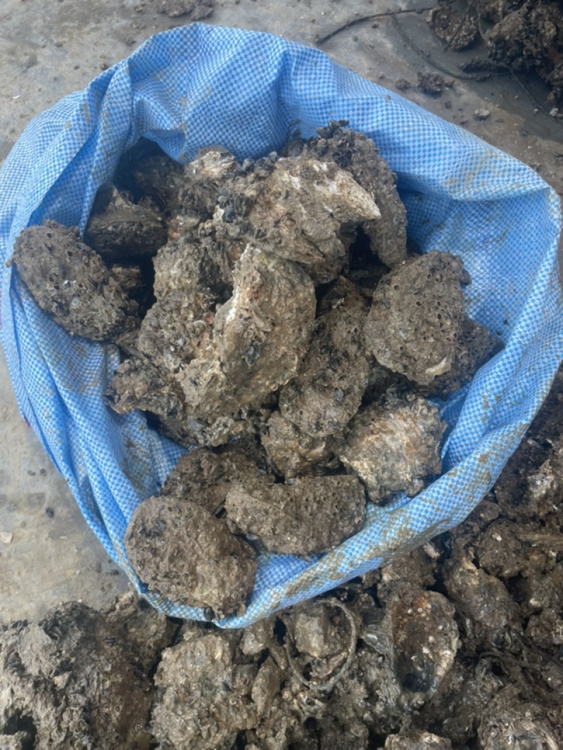 肥蚝（通货2至6两）