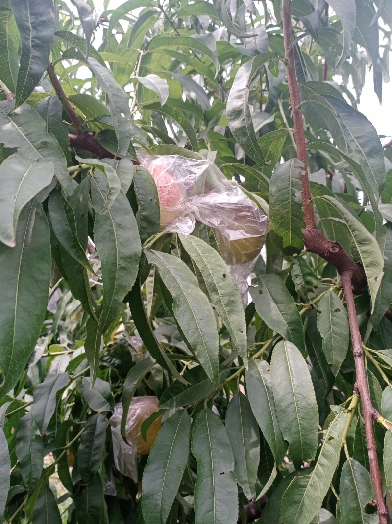 油桃口感爽滑，季节美味，祝你健康每一天
