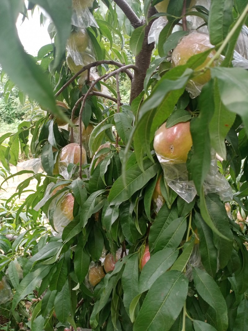 油桃口感爽滑，季节美味，祝你健康每一天