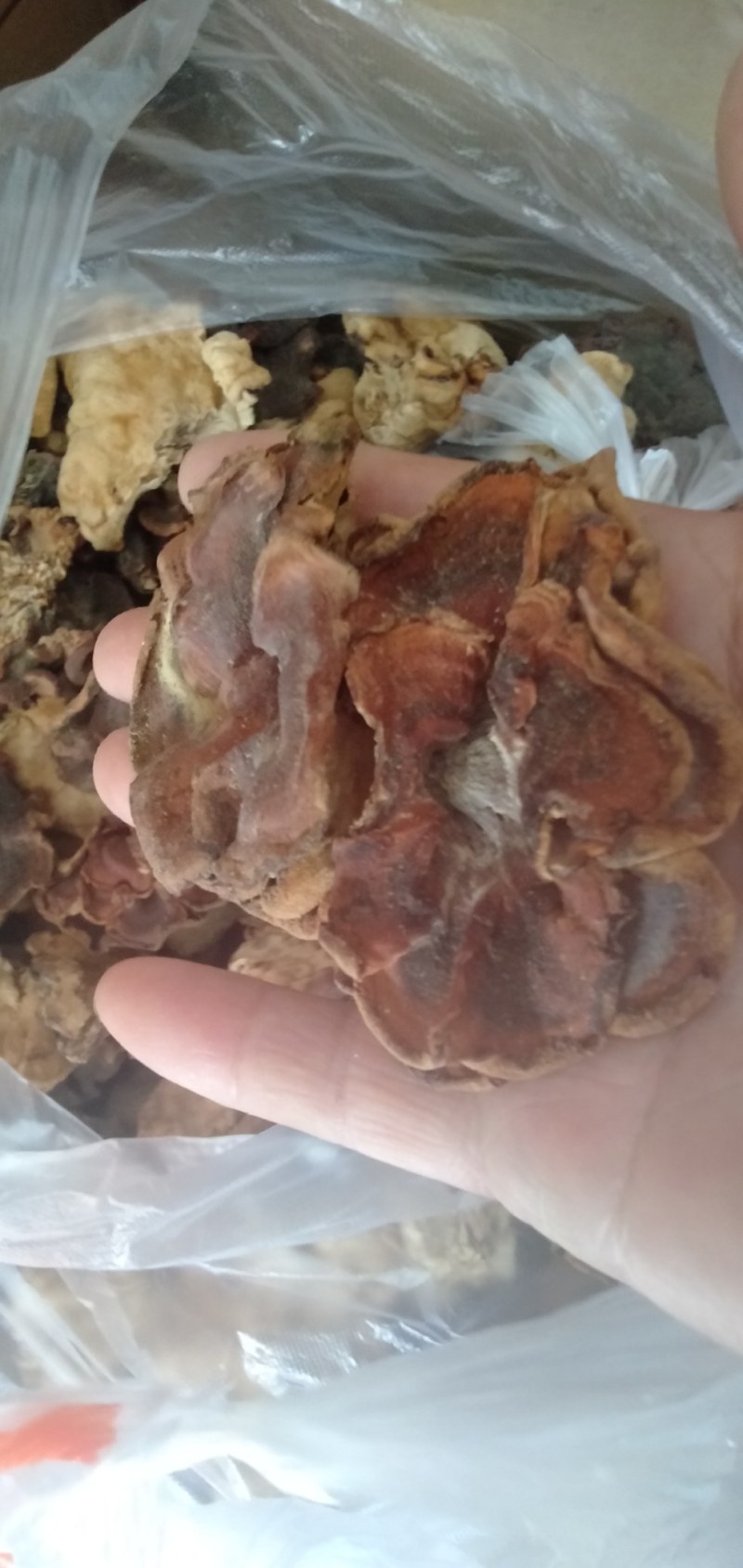 批发优质榆耳，量大从优
