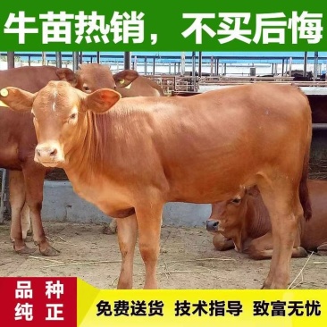 鲁西黄牛犊鲁西黄牛肉牛买十头送一头免费运输包回收