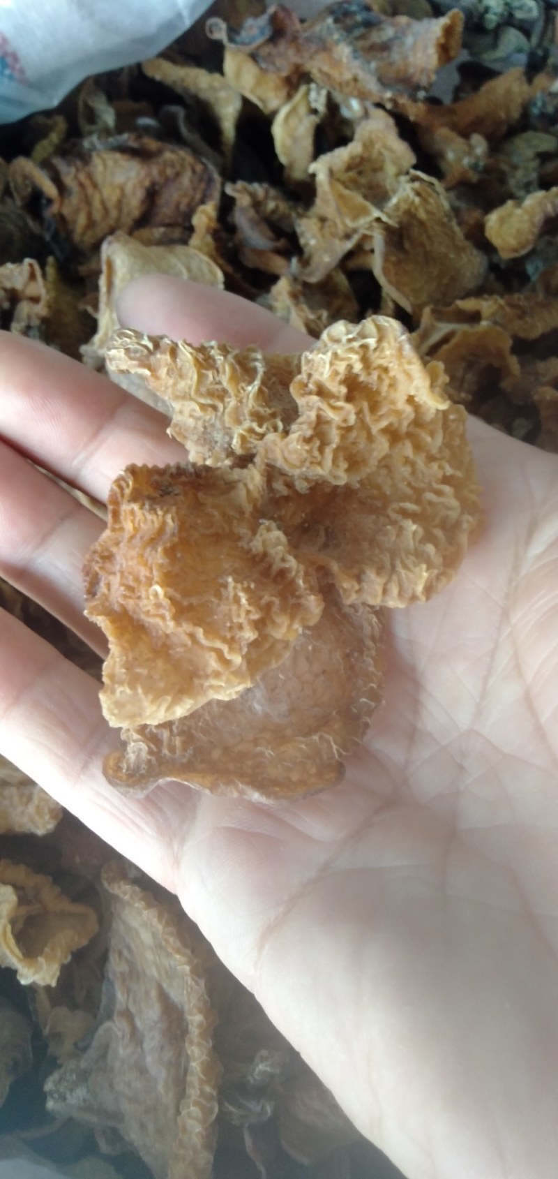 大量批发优质羊肚耳，沙耳