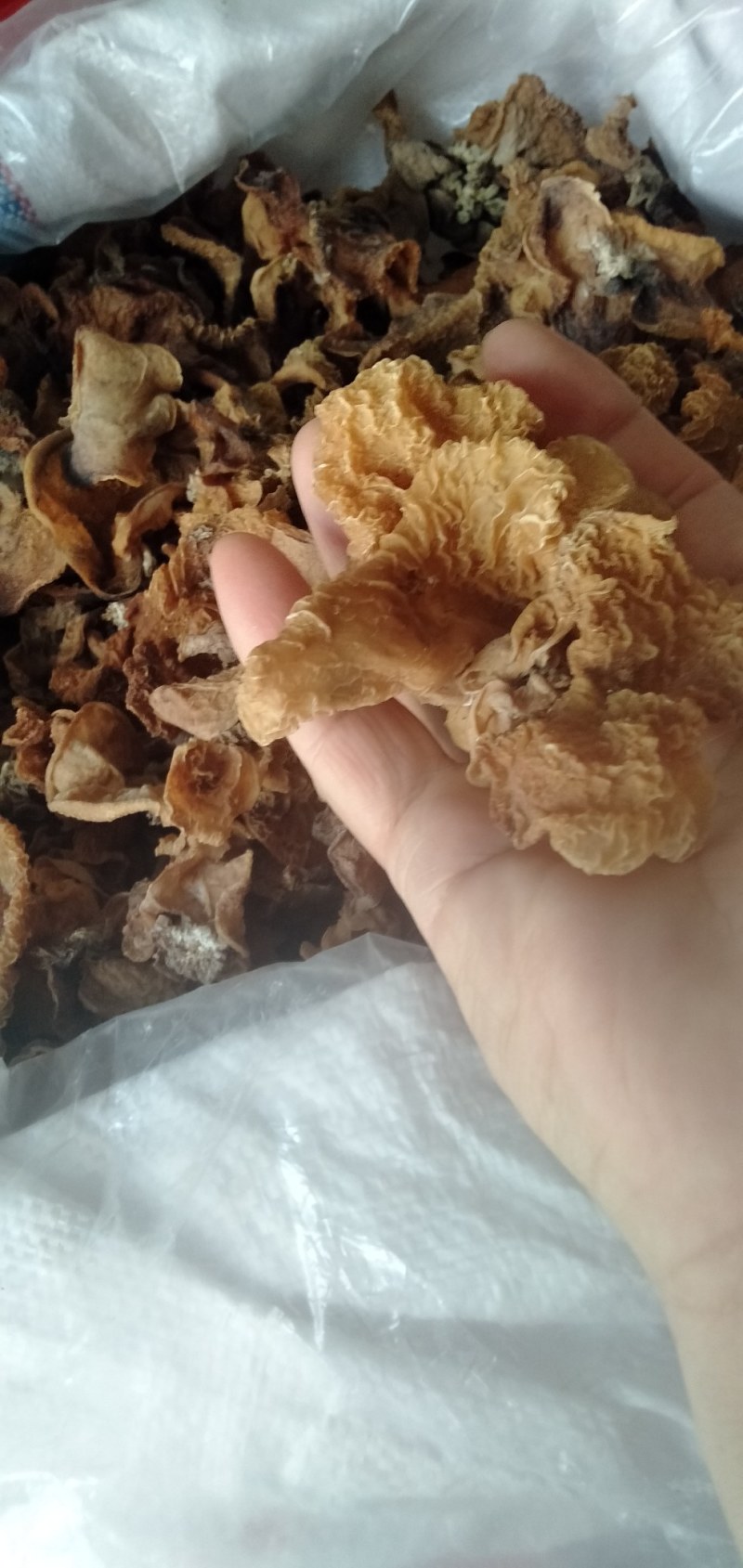 大量批发优质羊肚耳，沙耳
