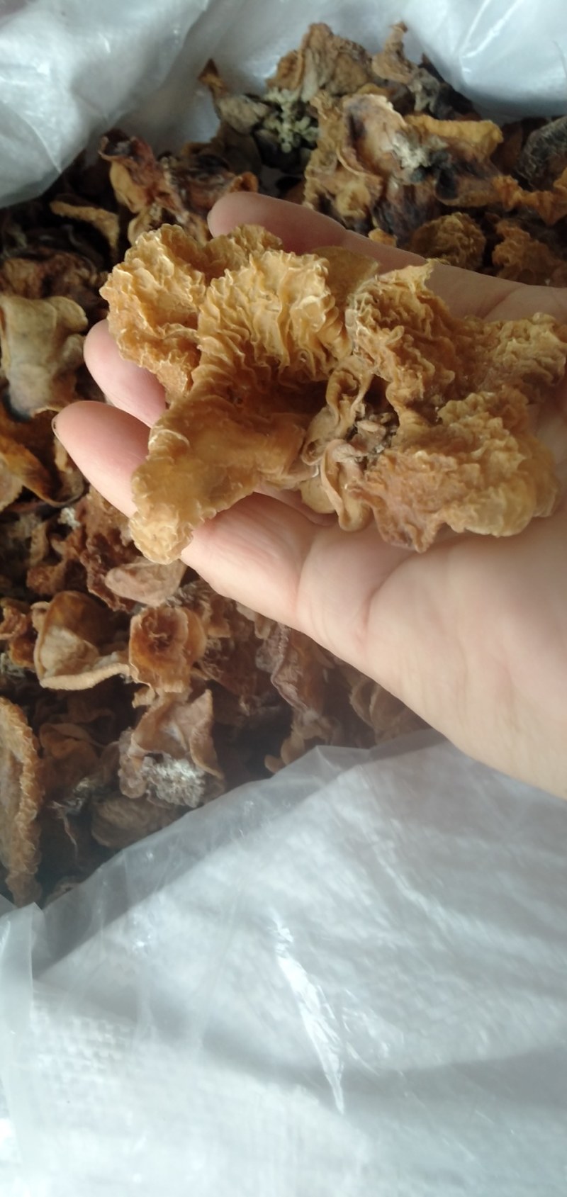 大量批发优质羊肚耳，沙耳