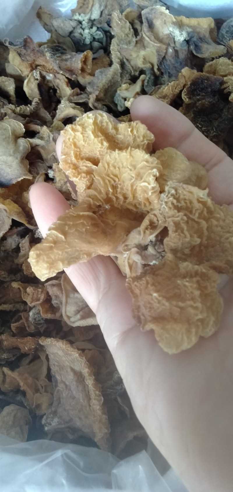 大量批发优质羊肚耳，沙耳
