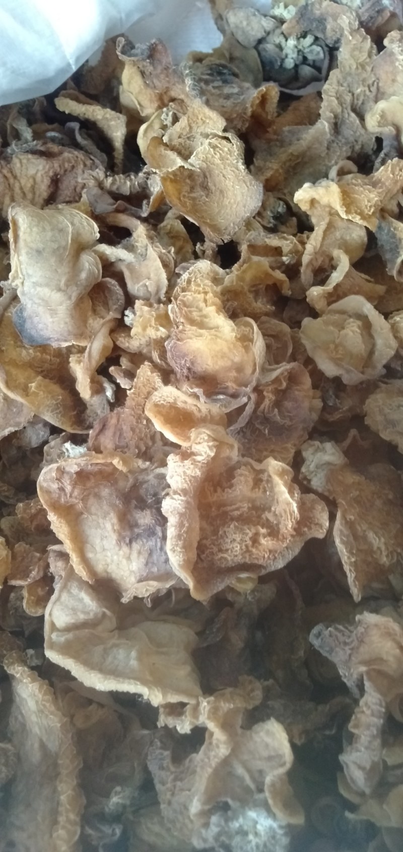大量批发优质羊肚耳，沙耳