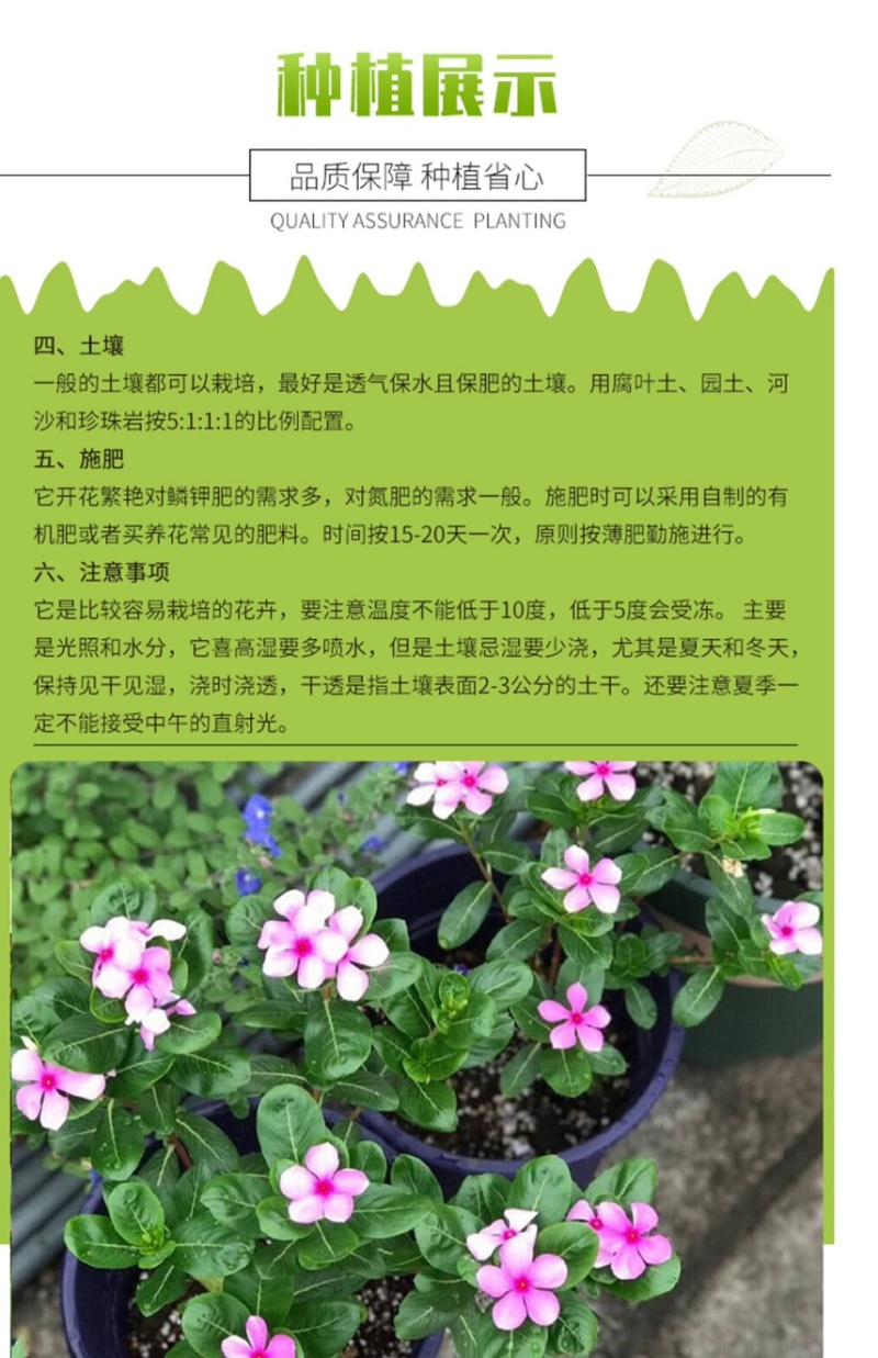 长春花种子批发抗雨老粉日日春五瓣梅四季播种