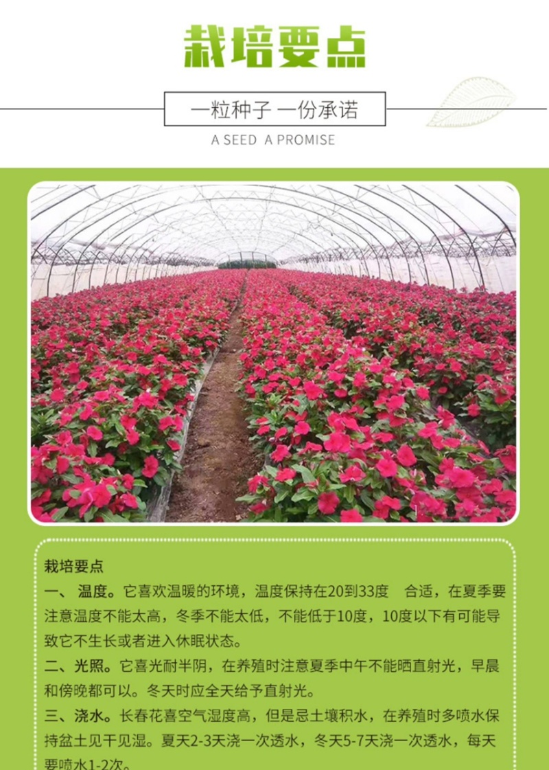 长春花种子批发抗雨老粉日日春五瓣梅四季播种