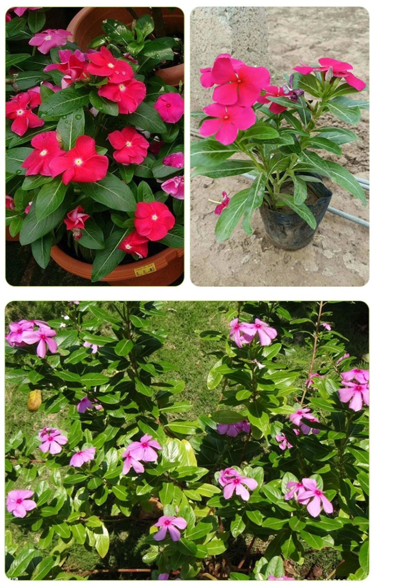 长春花种子批发抗雨老粉日日春五瓣梅四季播种