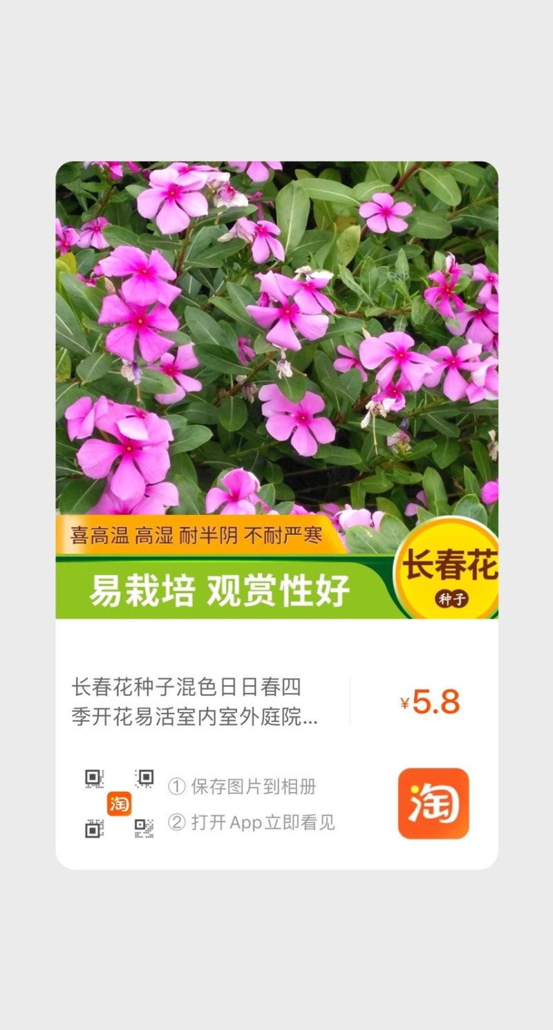 长春花种子批发抗雨老粉日日春五瓣梅四季播种
