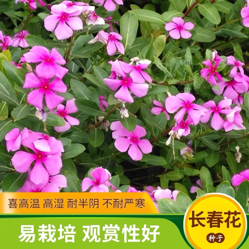 长春花种子批发抗雨老粉日日春五瓣梅四季播种