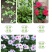 长春花种子批发抗雨老粉日日春五瓣梅四季播种