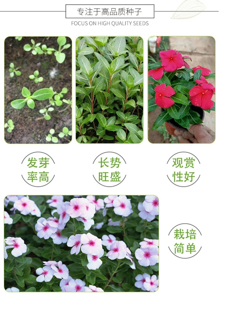 长春花种子批发抗雨老粉日日春五瓣梅四季播种