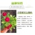 长春花种子批发抗雨老粉日日春五瓣梅四季播种