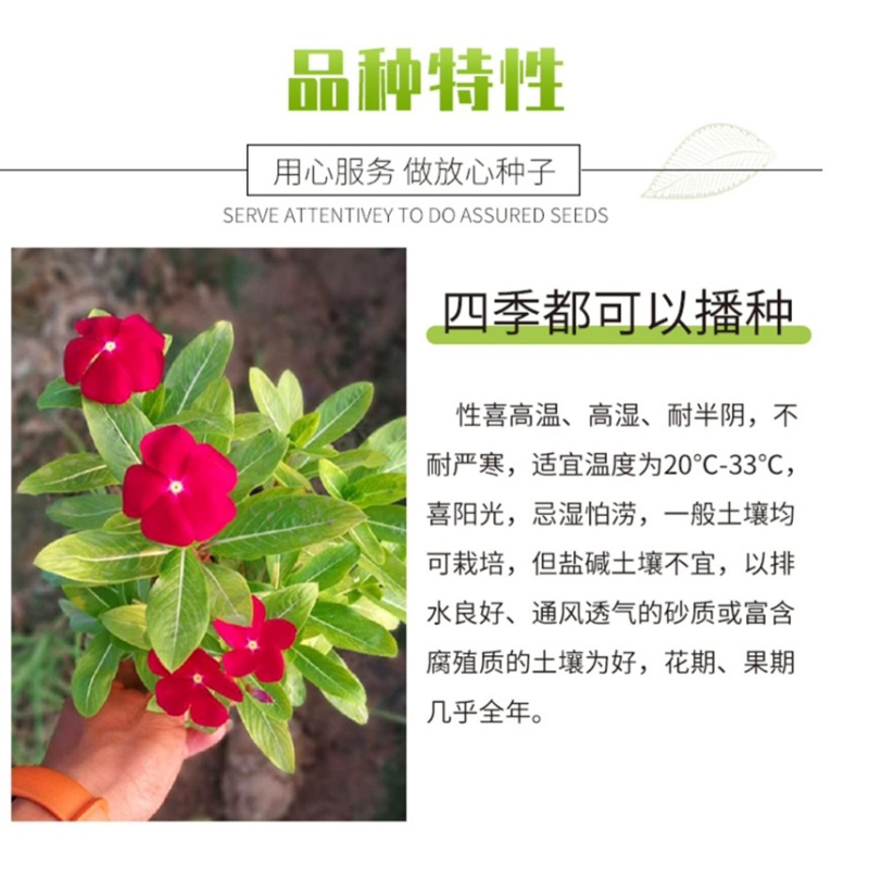 长春花种子批发抗雨老粉日日春五瓣梅四季播种