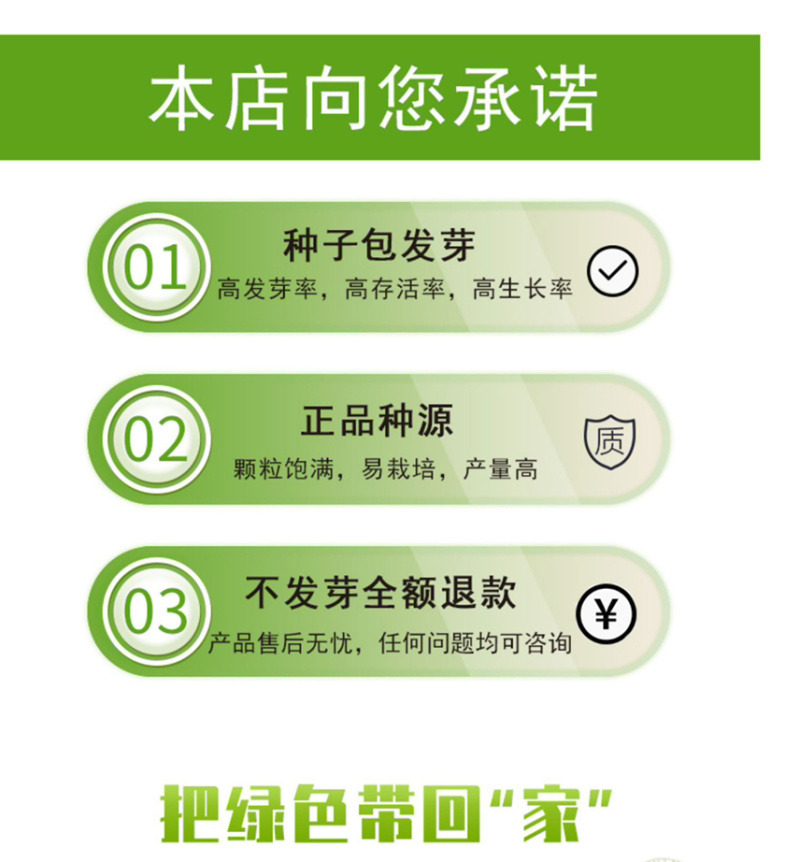 长春花种子批发抗雨老粉日日春五瓣梅四季播种