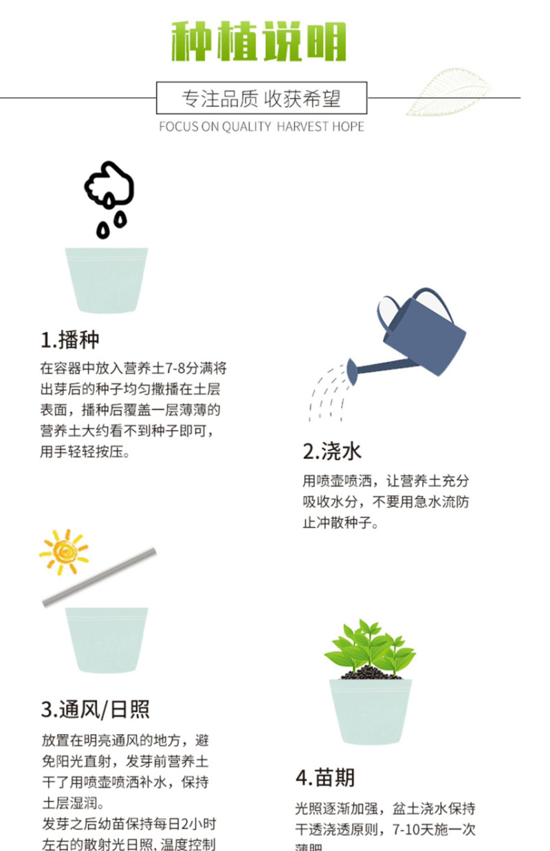 长春花种子批发抗雨老粉日日春五瓣梅四季播种
