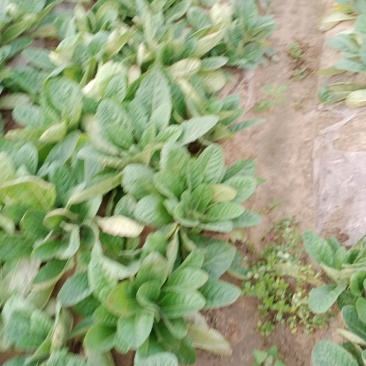 地黄，自家种植，认真管理，有机天然肥，质量保证，物美价廉