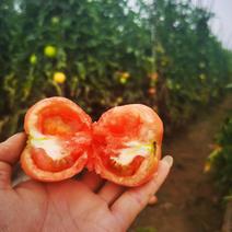 绛县硬粉沙瓤西红柿