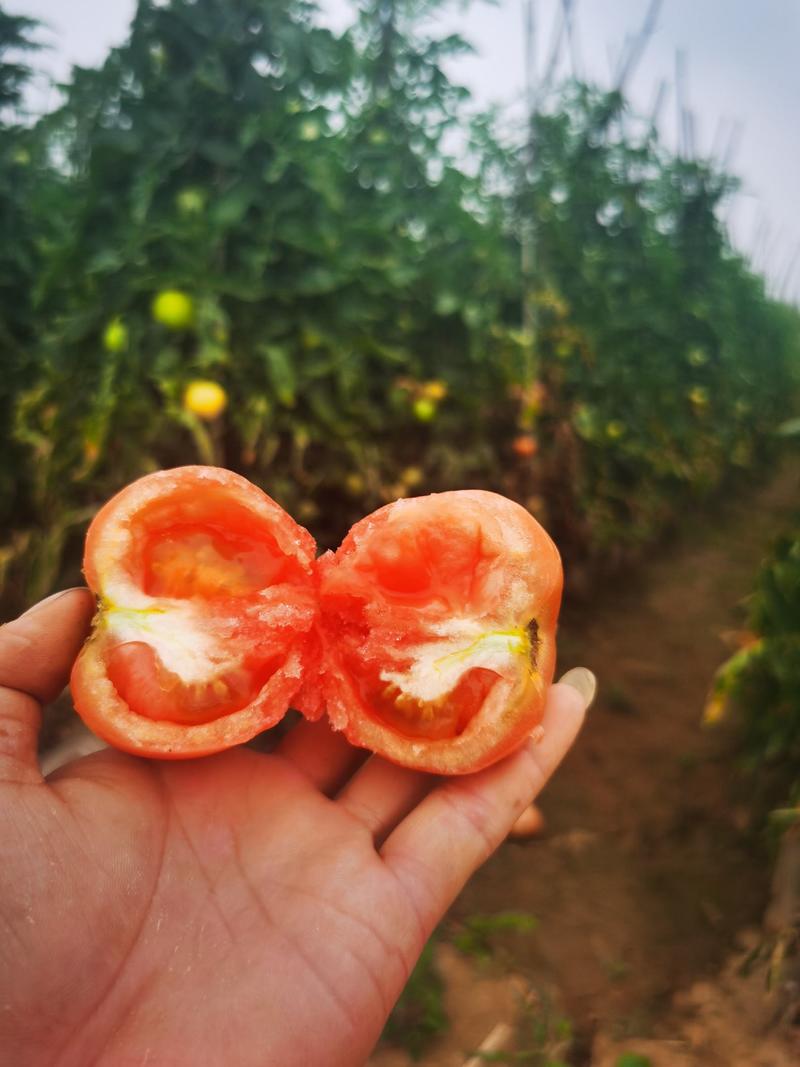 绛县硬粉沙瓤西红柿