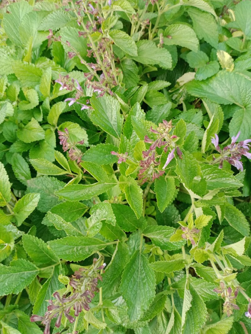 丹参种植大户