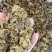 厂家直销优质棉饼棉籽饼养殖牛羊马高蛋白高营养