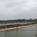 养殖场大量出售外塘养殖老种龟黄花草龟种苗