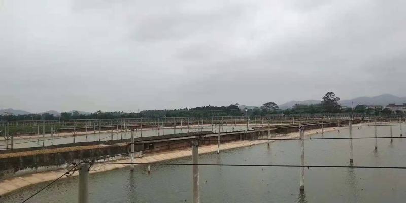 养殖场大量出售外塘养殖老种龟黄花草龟种苗