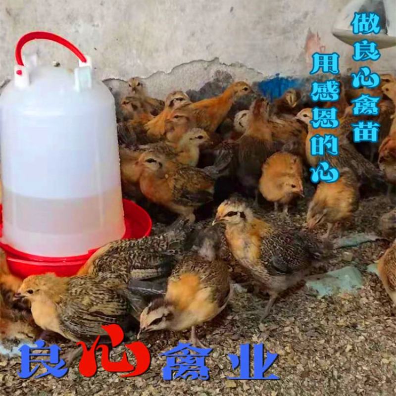 出售优质脱温青脚土鸡苗一个月大鸡苗山地放养土鸡苗