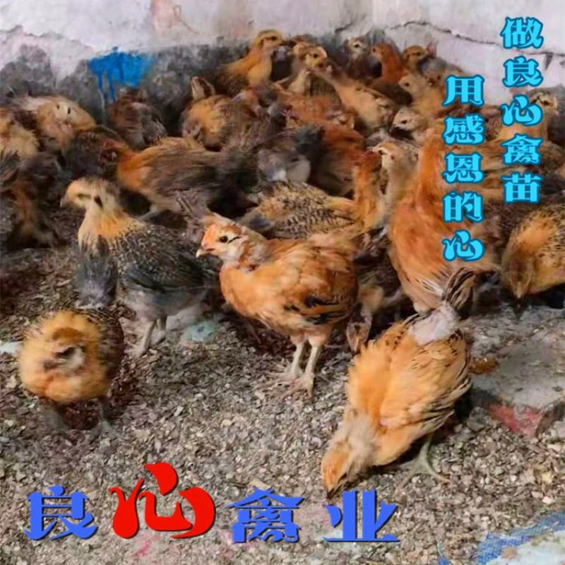 出售优质脱温青脚土鸡苗一个月大鸡苗山地放养土鸡苗